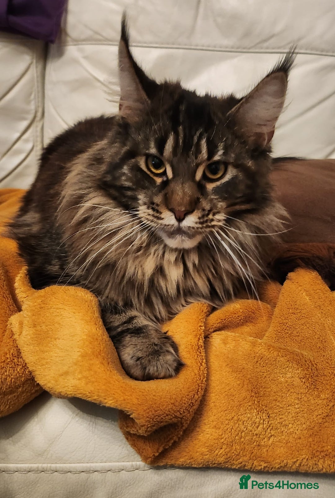 Maine Coon cats for sale: Maine Coon XL - Advert 4
