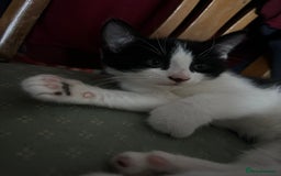 Domestic Shorthair cats for sale: 2 female black and white kittens for sale - Image 5