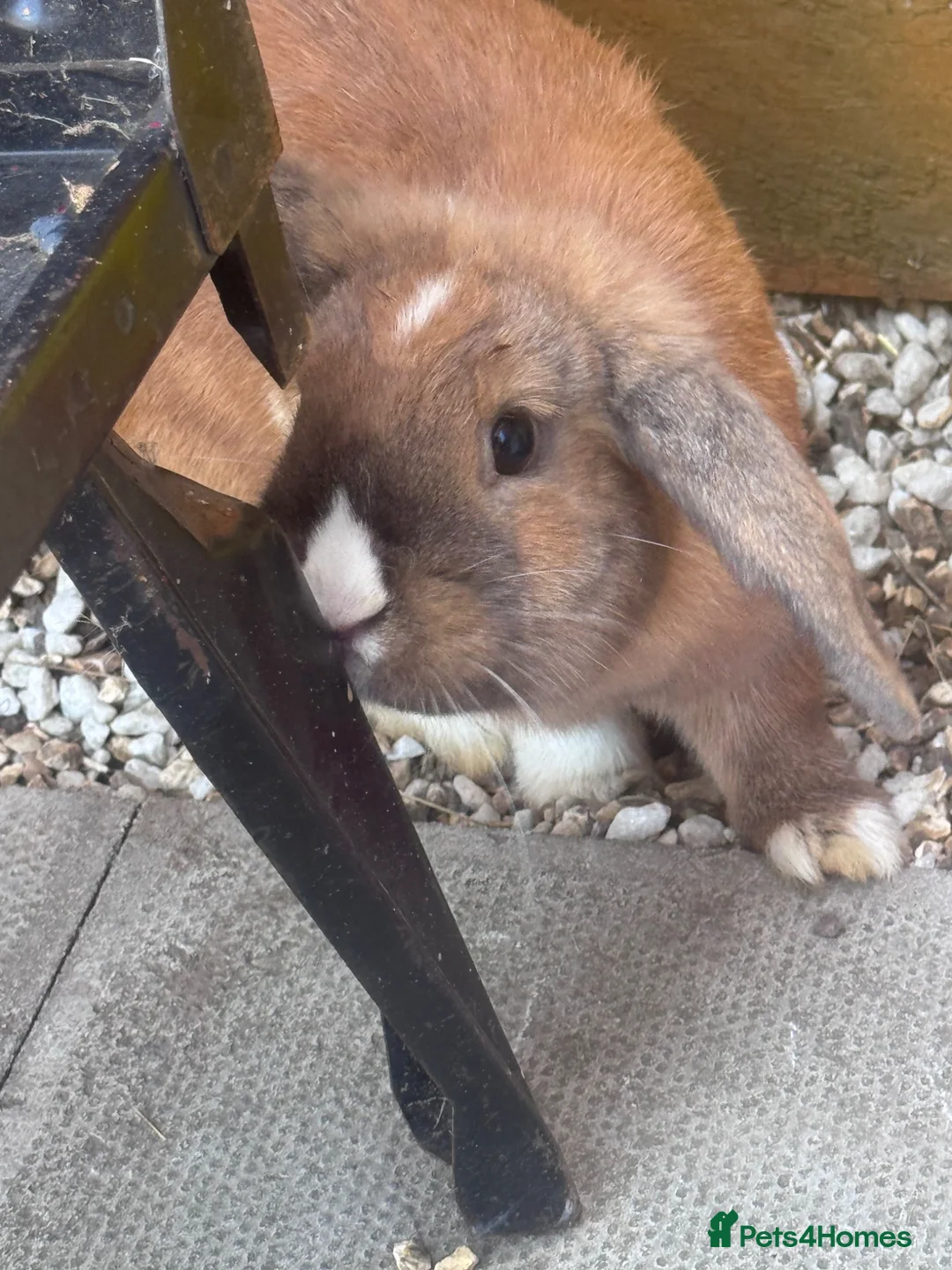Mini Lop rabbits for sale: Lovely mini lop doe  - Advert 2