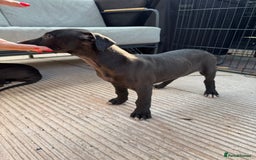 Lurcher dogs for sale: Bull cross puppies  - Image 1