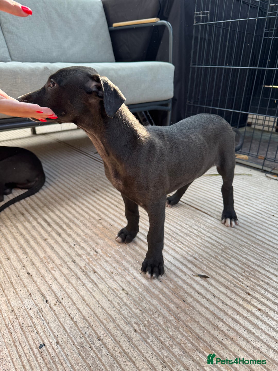 Lurcher dogs for sale: Bull cross puppies  - Image 1