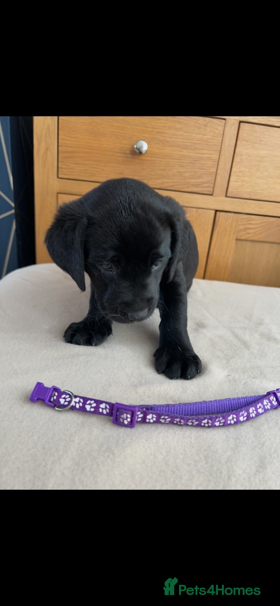 Labrador Retriever dogs KC registered pedigree black Labradors  - Advert 2