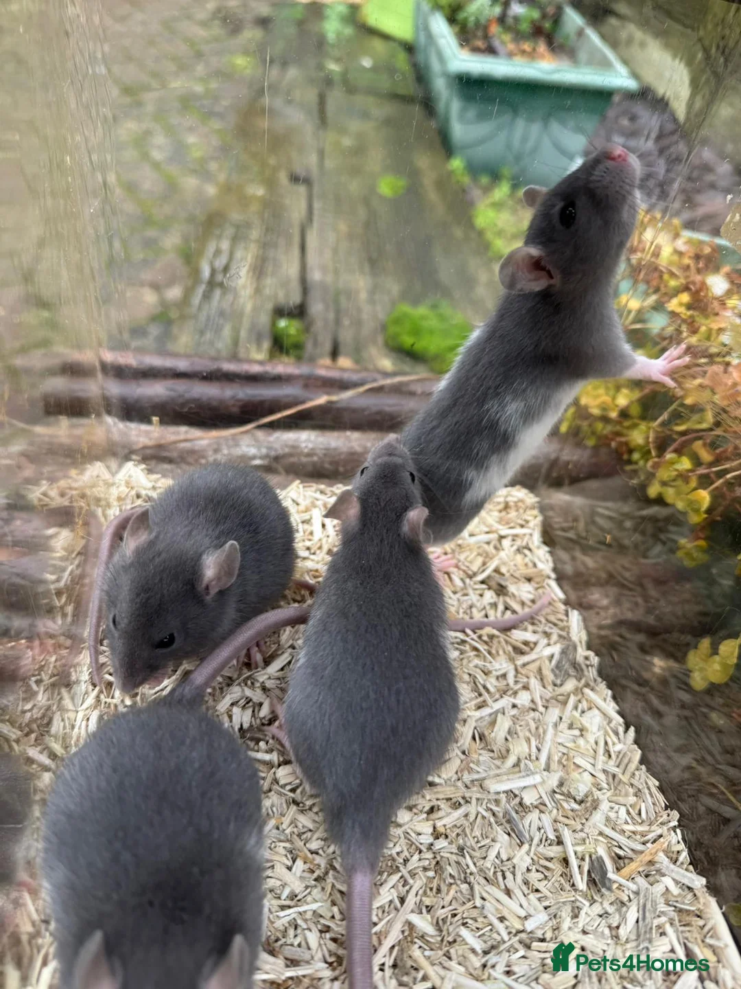 Rat rodents for sale: Gorgeous baby rats dwarf and full size Sheffield - Advert 6