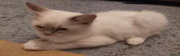 Ragdoll cats for sale: Ragdoll 1 - Advert 6