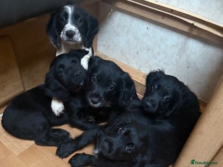 Cocker Spaniel dogs Cocker spaniel puppies - Advert 6