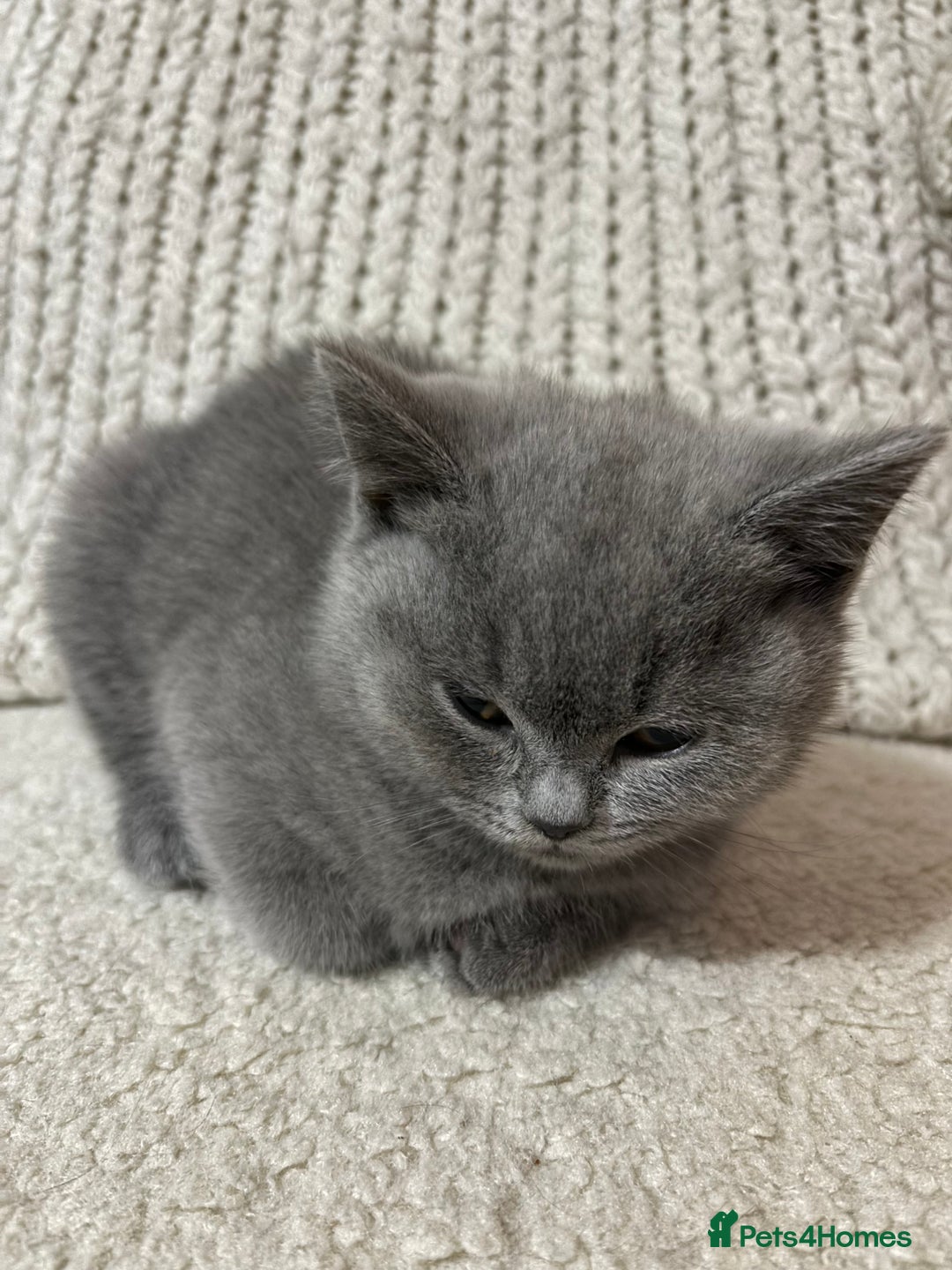 British Shorthair cats for sale: British Short hair kitten available  - Advert 3
