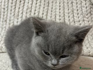 British Shorthair cats British Short hair kitten available - Advert 6