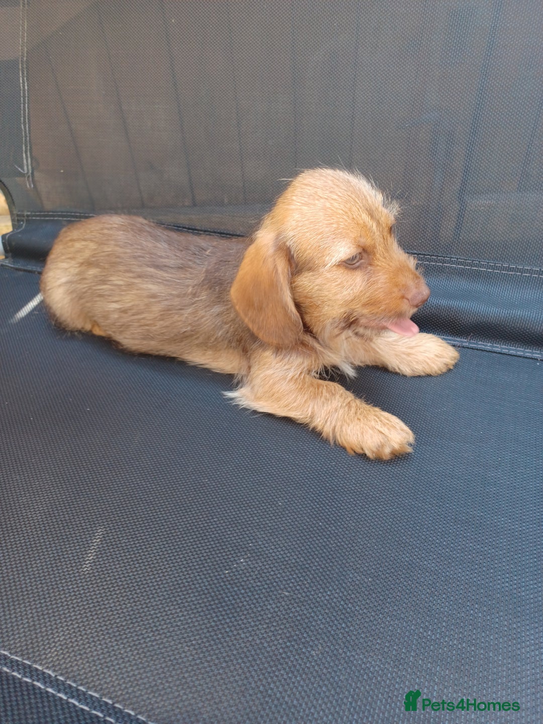 Mixed Breed dogs for sale: Schweenie - Shih Tzu  x Dachshund  - Image 2