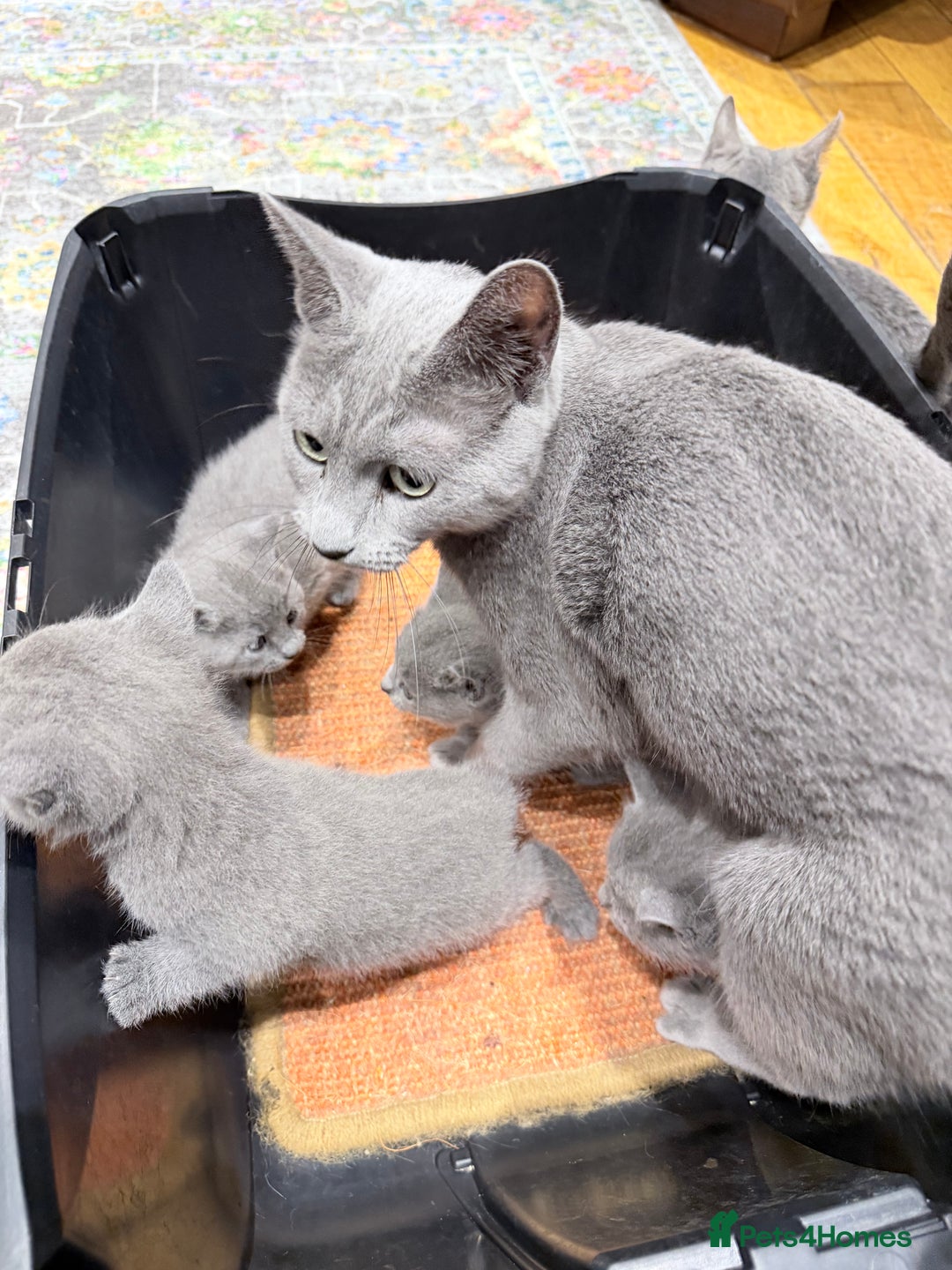 Russian Blue cats for sale: Russian blue kitten for sale,  Champion bloodline - Advert 11