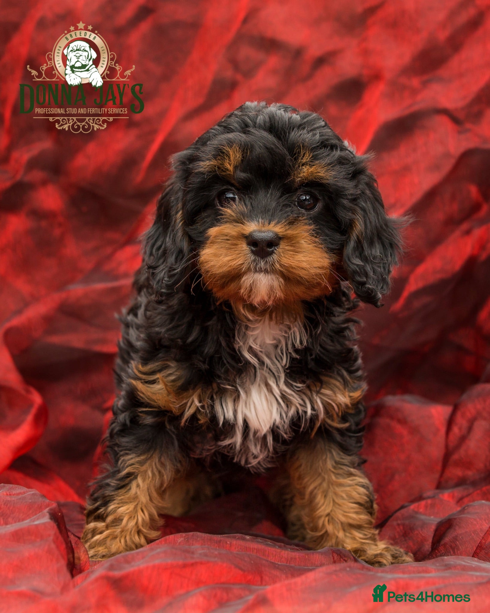 Cavapoo dogs DONNAJAYS 💫 exceptional F1 Toy Cavapoo babies  - Advert 1