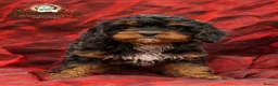 Cavapoo dogs for sale: DONNAJAYS 💫 exceptional F1 Toy Cavapoo babies  - Advert 1