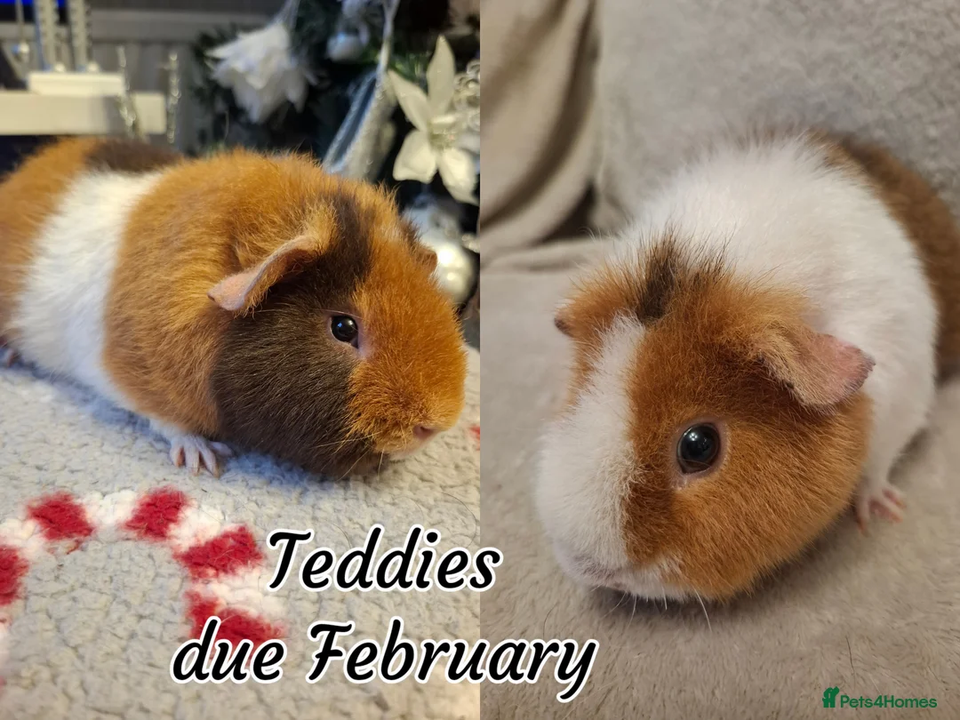 Guinea Pig rodents for sale: Gorgeous Silver Agouti Baby Boar - Advert 7