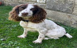 Cockapoo dogs for sale: Toy F1 Cockerpoo Puppies x2 girls x2 boys - Image 15