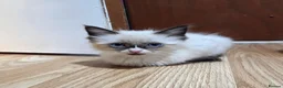 Ragdoll cats for sale: Purebred Ragdoll Kittens, Ready to Go - Advert 14