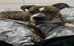 Mixed Breed dogs for sale: Wolfie - 10 Month Old - Image 1