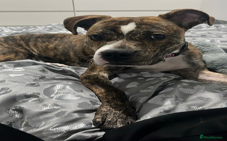 Mixed Breed dogs - Advert 3