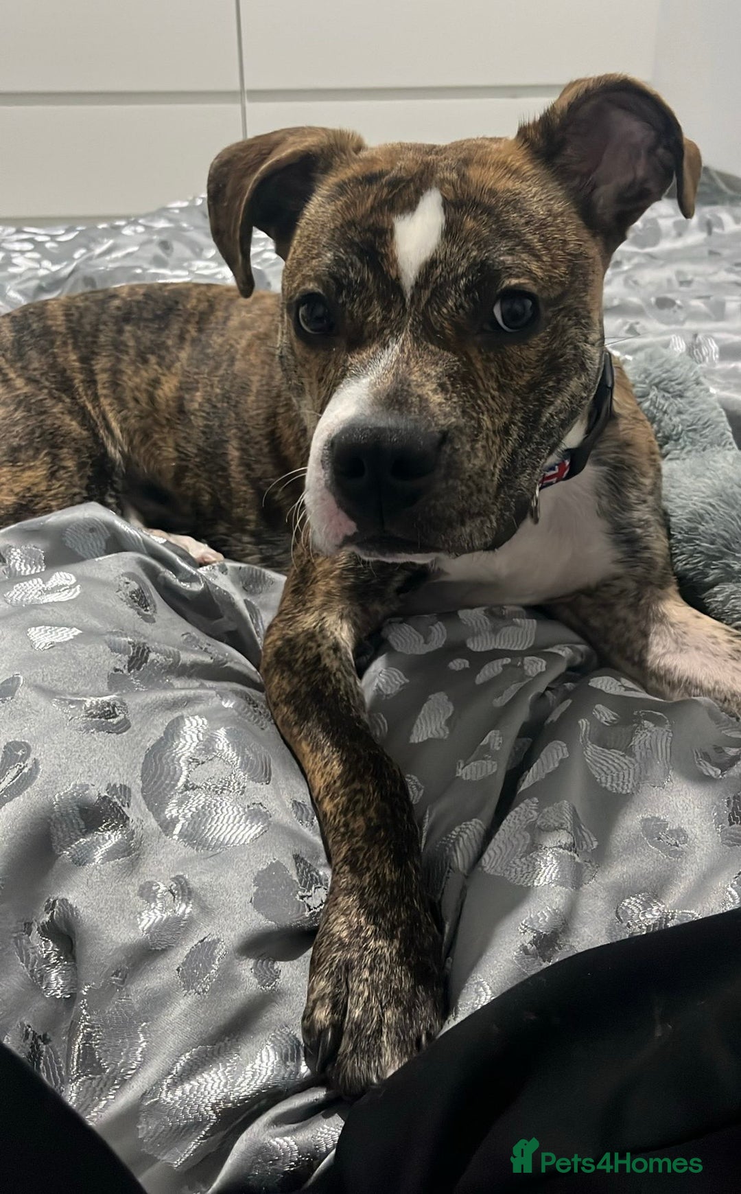 Mixed Breed dogs for sale: Wolfie - 10 Month Old - Image 1