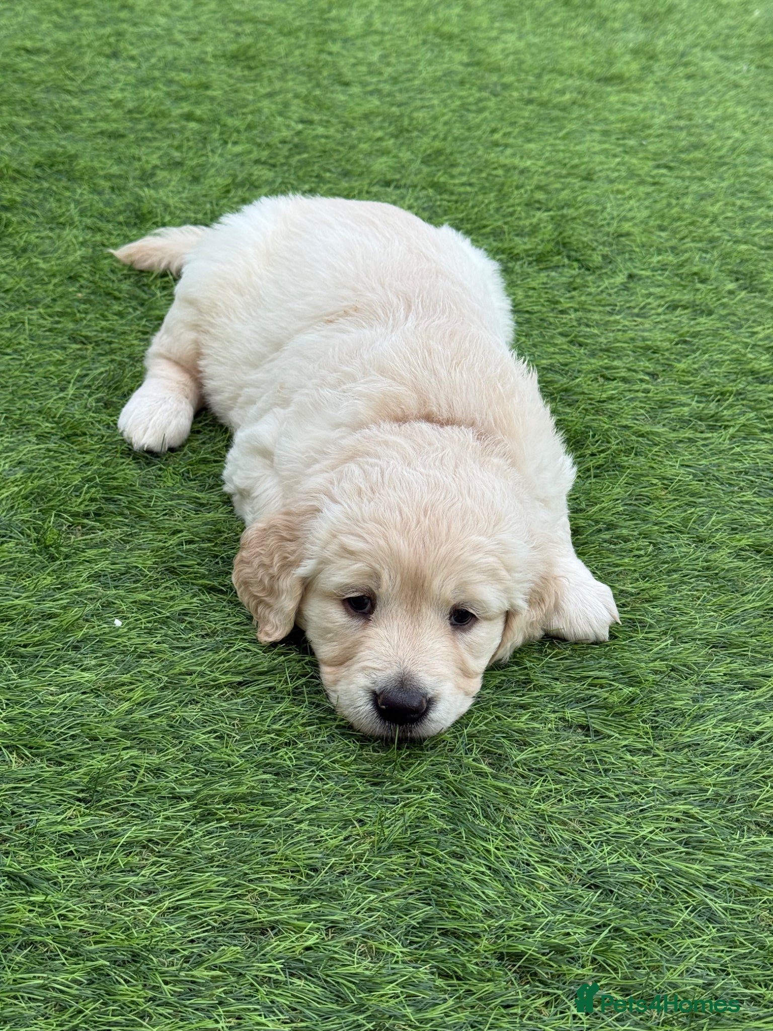 Golden Retriever dogs for sale: Beautiful chunky golden retriever puppies  in Chelmsford - Advert 11