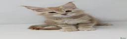 Maine Coon cats for sale: GCCF pedigree Male Maine Coon kittens  - Advert 3