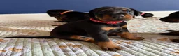 Dobermann dogs for sale: Beautiful Pure Dobermans Litter – 4 Boys & 2 Girls - Advert 7