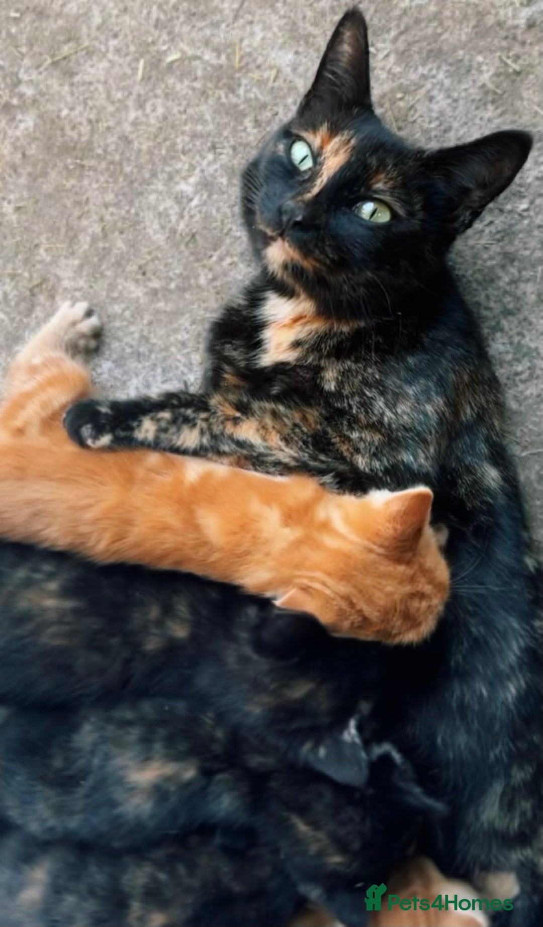 Mixed Breed cats for sale: Beautiful Mixed breed Kittens - Image 4