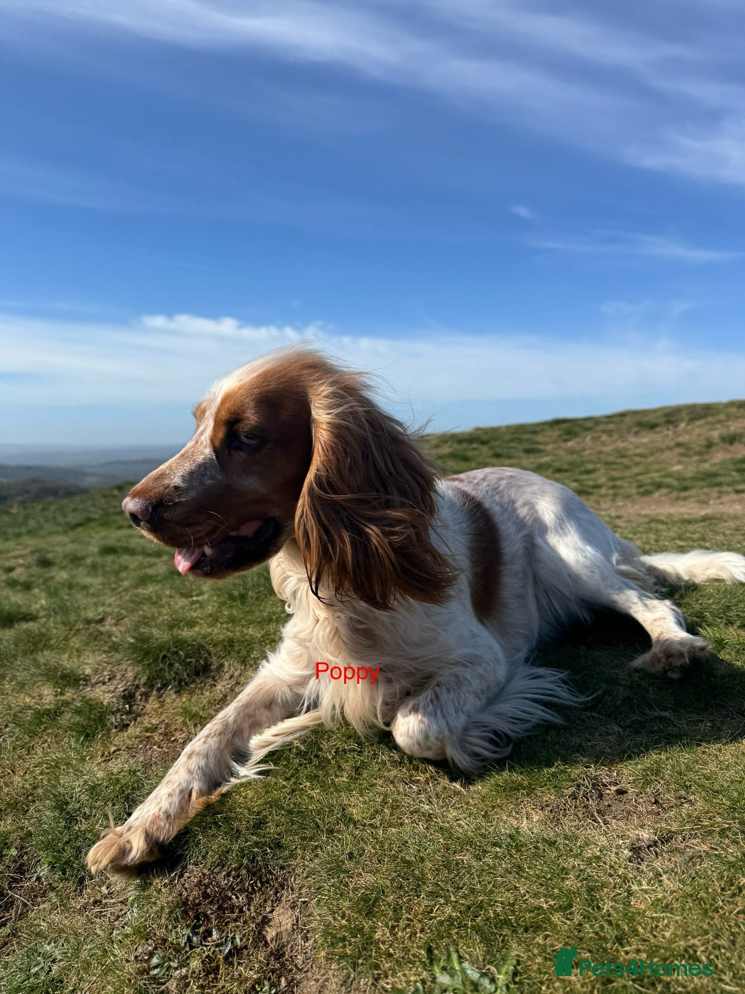 Cocker Spaniel dogs for sale: Beautiful cocker spaniels  - Advert 1