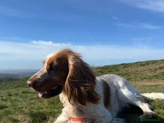 Cocker Spaniel dogs Beautiful cocker spaniels - Advert 11