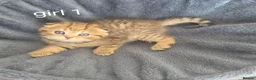 Scottish Fold cats for sale: Adorable 6 Scottish fold kittens  - Advert 17