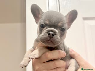 French Bulldog dogs Lilac tan French bulldog puppies - Advert 7