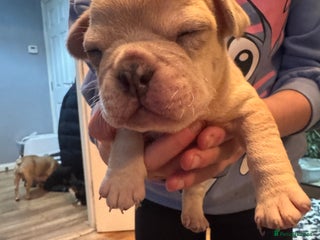 Mixed Breed dogs French bulldog x American bulldog - Advert 2