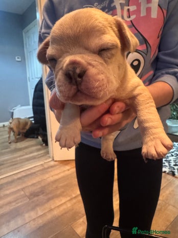 Mixed Breed dogs French bulldog x American bulldog - Advert 4
