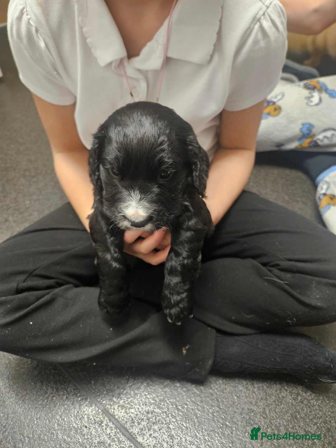 Cocker Spaniel dogs for sale: Cocker spainels x bocker - Advert 4