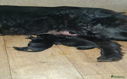 Newfoundland dogs for sale: 1 dog left - Image 2
