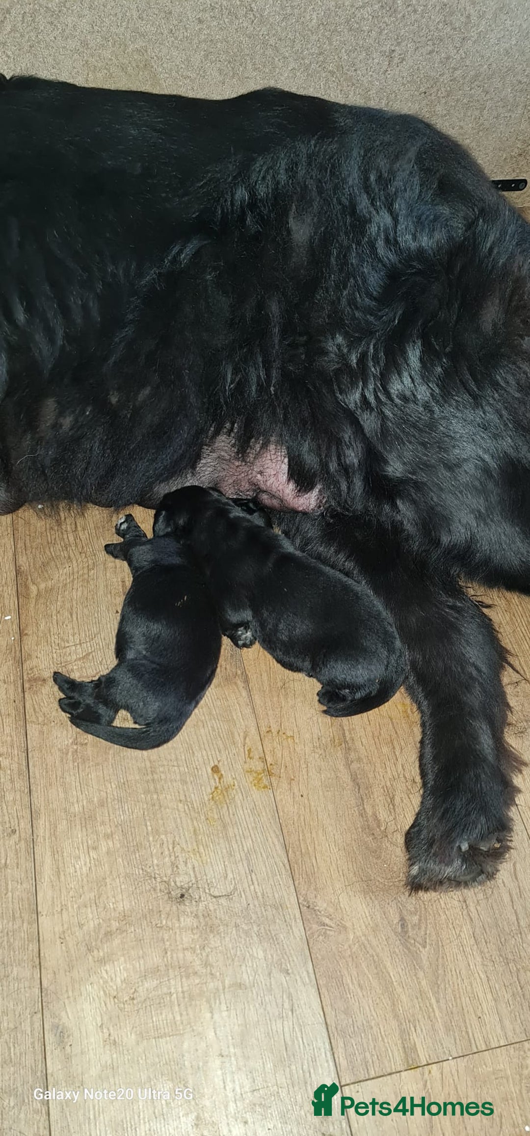 Newfoundland dogs for sale: 1 dog left - Image 2