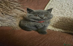 British Shorthair cats for sale: BRITISH SHORTHAIR X SCOTTISH FOLD - Image 4