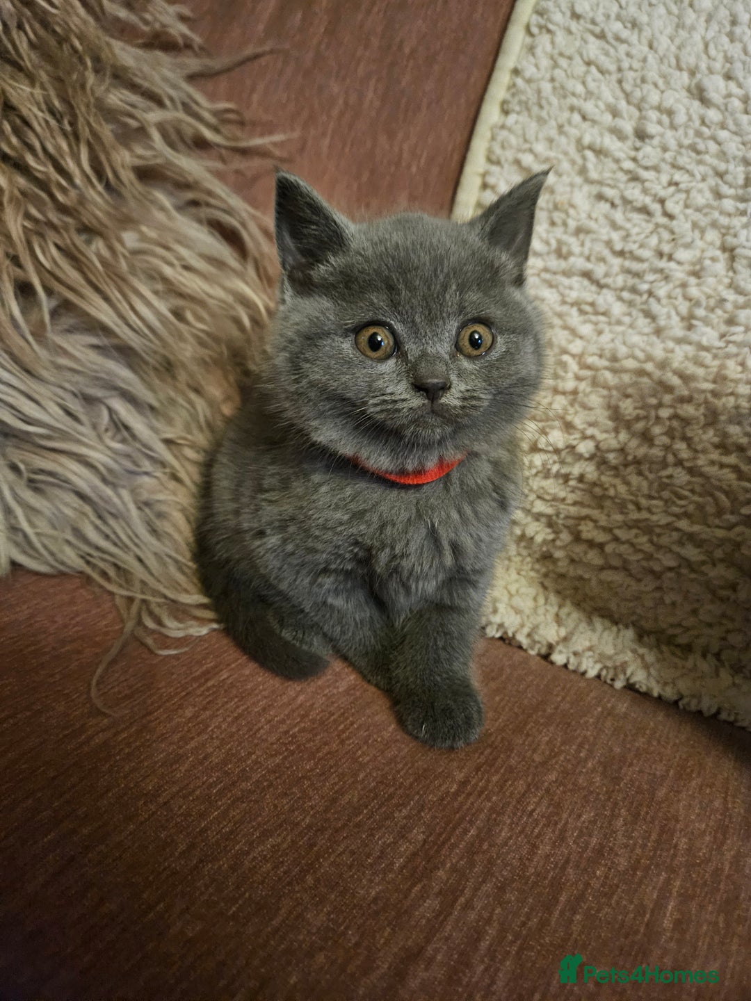 British Shorthair cats for sale: BRITISH SHORTHAIR X SCOTTISH FOLD - Image 4