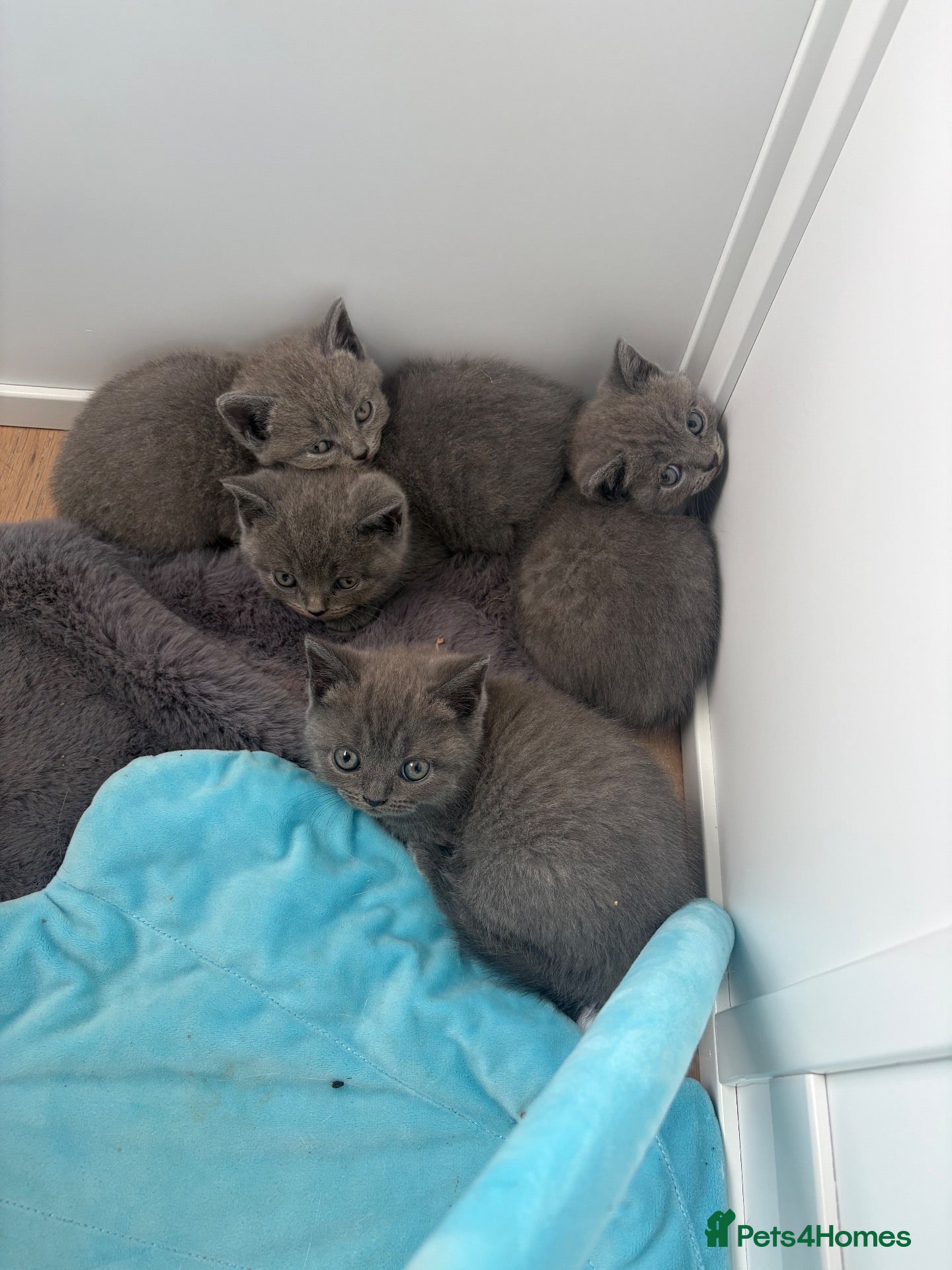 British Shorthair cats Pure BSH Kittens  - Advert 3