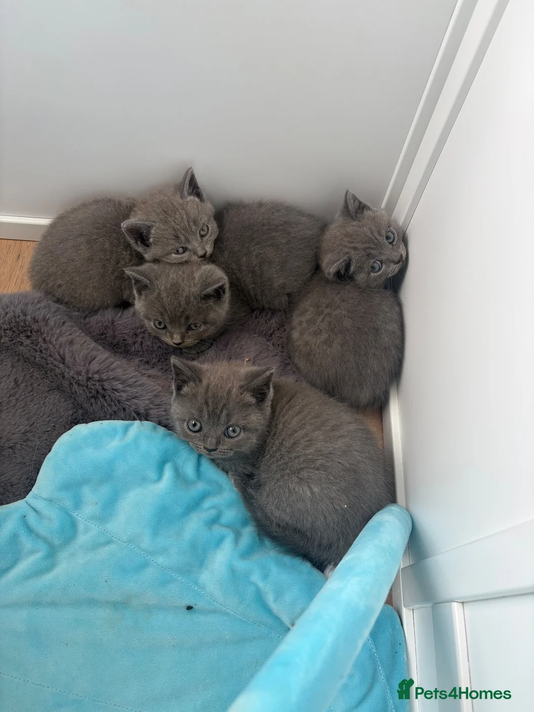 British Shorthair cats for sale: Pure BSH Kittens  - Advert 2