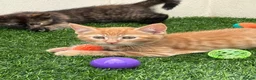 Mixed Breed cats for sale: 2 beautiful kittens looking for their forever home - Advert 4