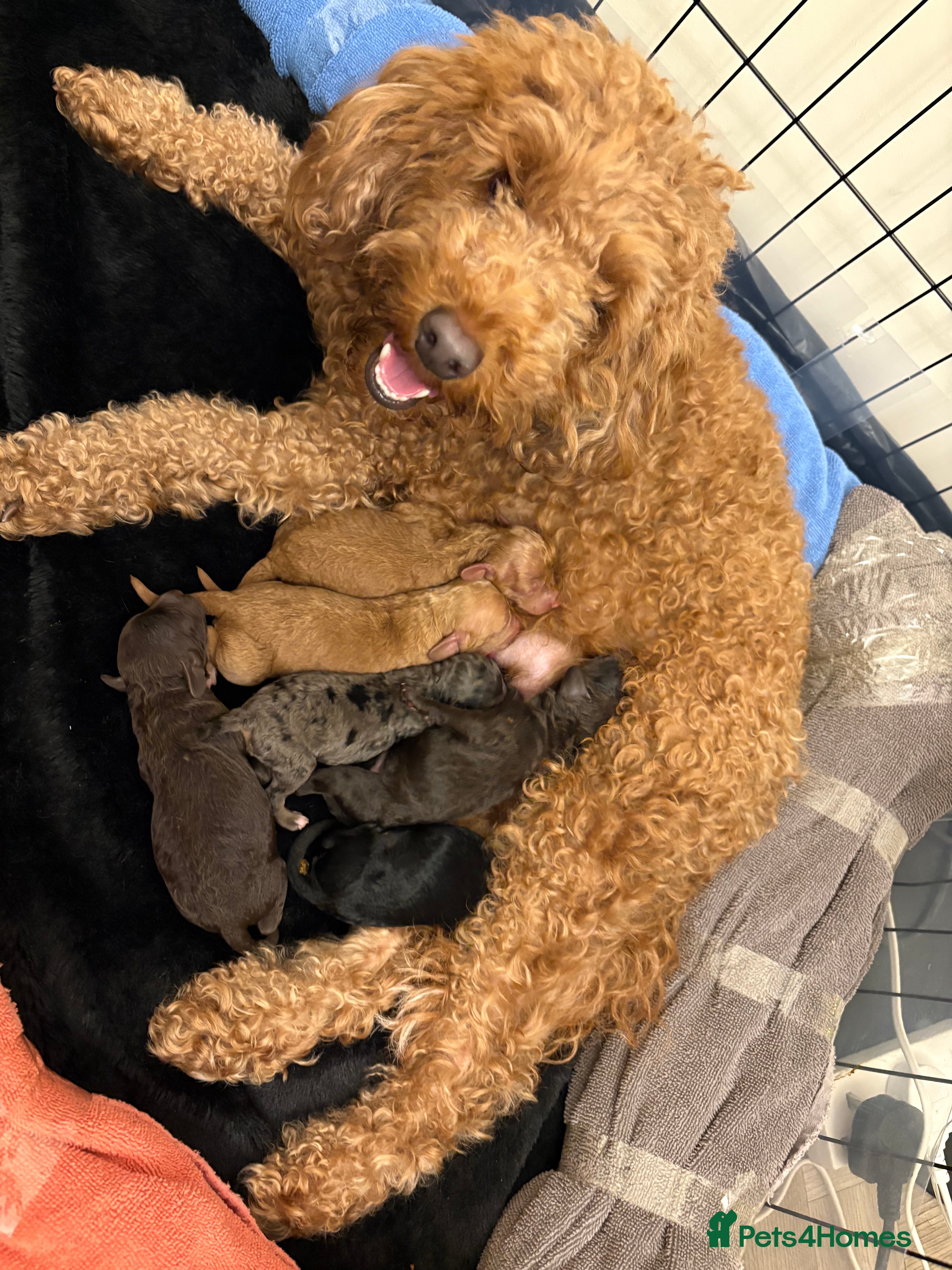 Cockapoo dogs Ready to leave chocolate boy  - Advert 1