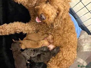 Cockapoo dogs Ready to leave chocolate boy - Advert 3