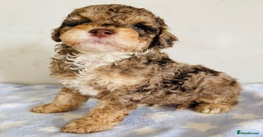 Cockapoo dogs - Advert 1