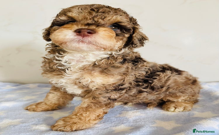 Cockapoo dogs - Advert 15