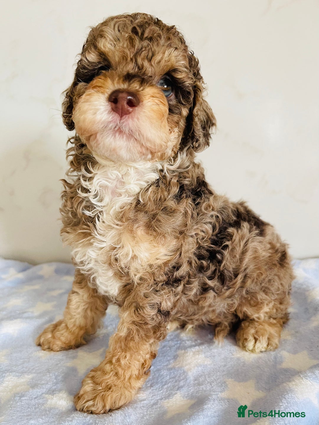 Cockapoo dogs for sale: Unique & stunning full DNA tested Cockapoo puppies - Image 10
