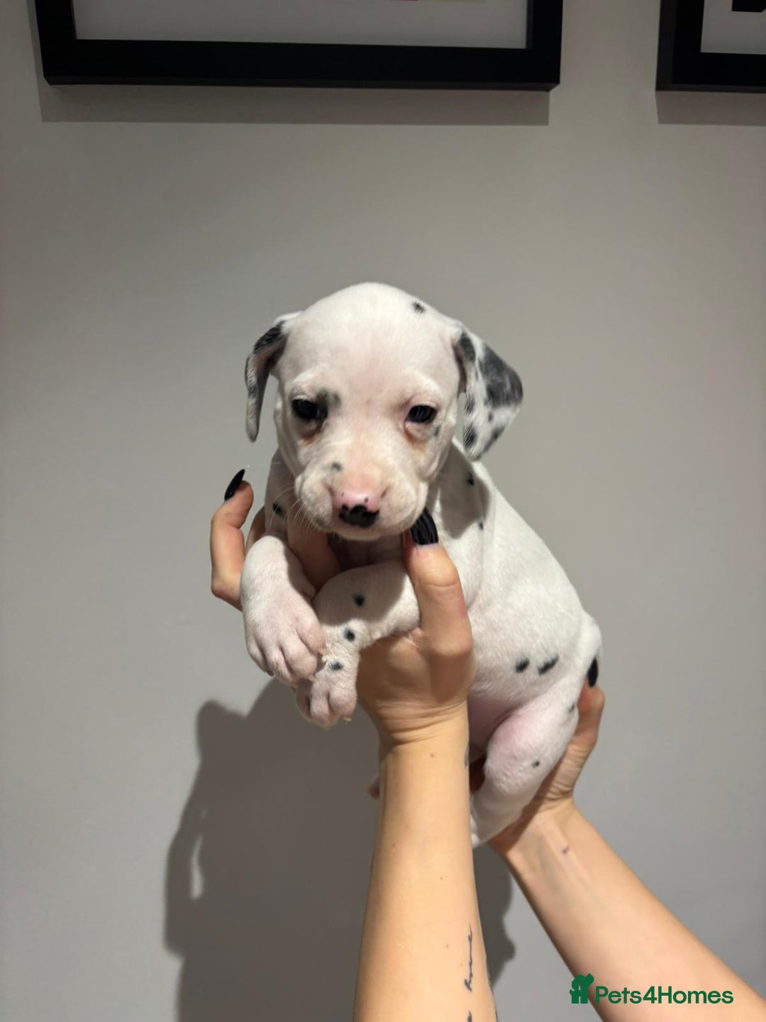 Dalmatian dogs for sale: Dalmatians for Sale (Last 2 Boys Left) - Advert 19