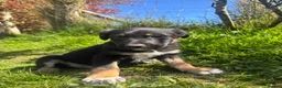 Mixed Breed dogs for sale: Collie x puppies looking for loving homes in Barnstaple - Advert 3