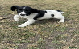 English Springer Spaniel dogs for sale: Working Springer Spaniels  - Image 5