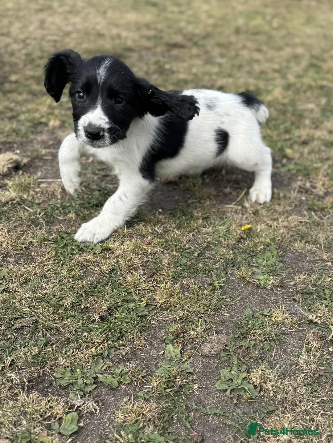 English Springer Spaniel dogs for sale: Working Springer Spaniels  - Image 5