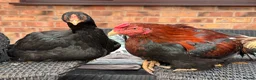 Chickens poultry for sale: Aseel Eggs - Eating/Hatching Heavyweight Bloodline in Manchester - Advert 8