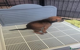 Mixed Breed dogs for sale: Beautiful Ridgeback Staffy x Rottweiler Puppies - Image 14
